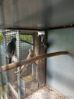 Papagáj spevavý - 4