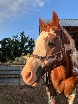 Pripúšťanie APH žrebcom - 4