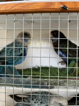 Rozely pestré odchov 25 - 4