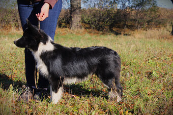 Borderská kólia, Border kólia s PP - 4