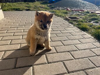 Shiba Inu - 4