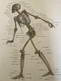 Vyobrazenie človeka na osnovách anatomie a kreslenia postav - 4
