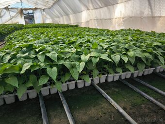Planty - 4