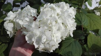 ĽALIOVKY, KLEOPATRINA IHLA , HORTENZIA, FLOX - 4