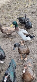 Kacky pizmove a miesane ruanske s bezcami - 4