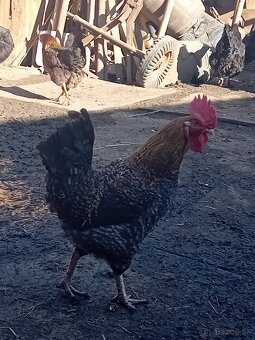 Kohút- domáci mix - 4