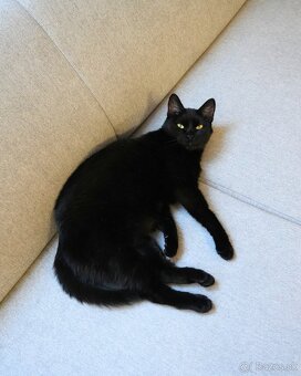 Mačička HILDA hľadá domov - 4