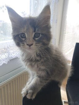 MAINE COON - 4