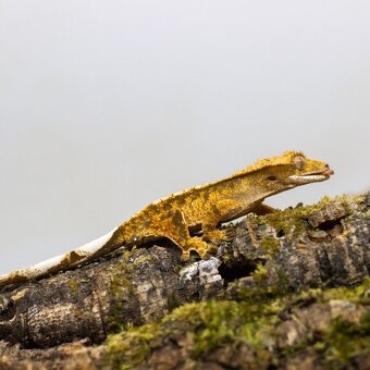 GeckoSVK - Pagekón riasnatý (ciliatus), hrbolkohlavý - 4