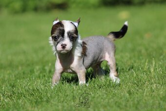 Čínský chocholatý pes - hairless male - 4