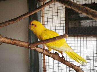 Kakariky - 4