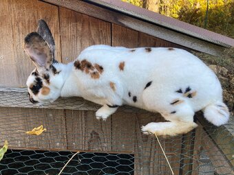 Rex dalmatínsky - 4