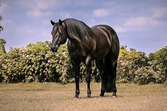 Na prodej: BR Electric Spook - 4