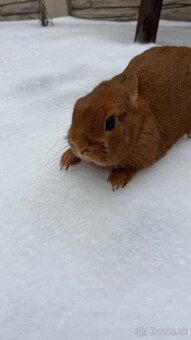 Zákrslý králik❤️ - 4