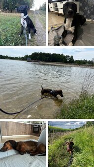 Stráženie psíkov - 4