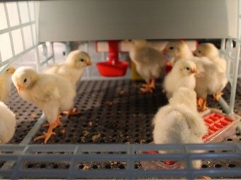 Odchovňa hydiny CIMUKA CB25-03-1K - 4