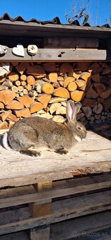 Predaj králikov - 4