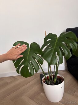 Monstera deliciosa - 4
