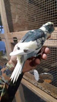 Kakariky lemované a straky - 4