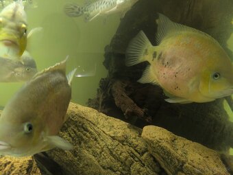 Cichlasoma bocourti - 4