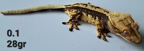 Rhacodactylus ciliatus- Pagekon Riasnaty TRENCIN - 4