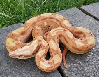 Boa imperator - Paraglow Motley Jungle, Sunglow Motley - 4