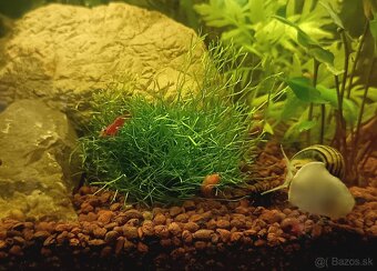 Riccia fluitans - 4