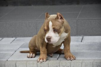 American bully - 4