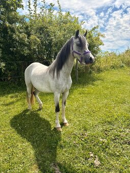 Welsh pony sekce A březí - 4