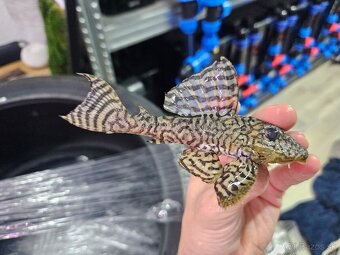 L 236 Super Yellow - dospelé - 4