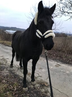 Polovičný, dlhodobý prenájom kobyly - 4