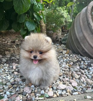 Pomeranian s pp FCI - 4