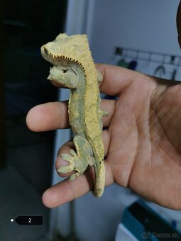 Pagekon riasnaty  samci - 4