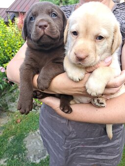Labrador šteniatka - 4