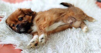 Tibetskỳ spaniel šteniatka - 4