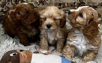 Maltipoo - 4