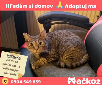 MIČINKA - Darujem mačku / Darujem mačičku - 4