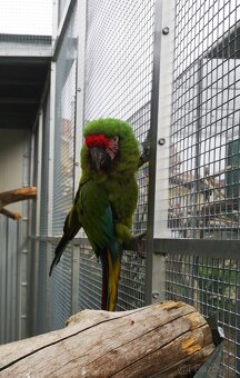 Ara vojenská MILITARIS - 4