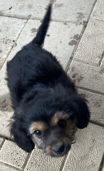 Šteniatko- yorkshire, jazvečík - 4