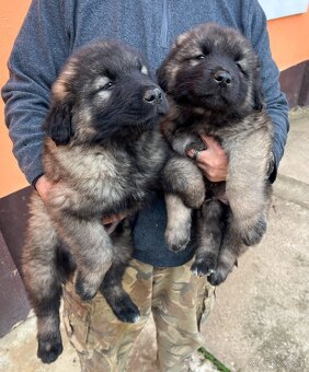 Šteniatko Kaukaz - 4