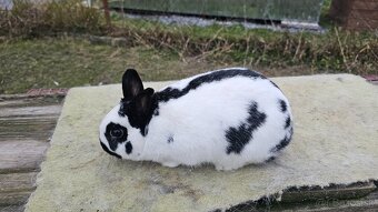 Zdrobnený strakáč čierny 1.0 - 4