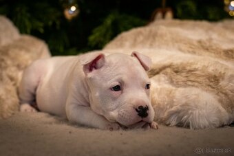 Americký stafordšírský teriér s PP - 4