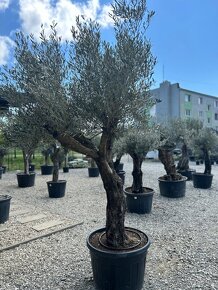 Exotické rastliny - olivovníky, palmy - 4