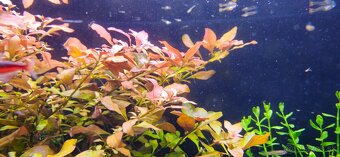 Ludwigia repens - 4