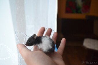 Škrečok sýrsky - 4