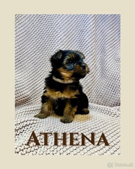 Yorkshire terriers, yorkshirsky terier s PP - 4