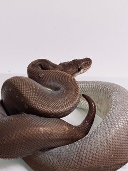 8BALL HET ALBINO BALL PYTHON SAMICA - 4