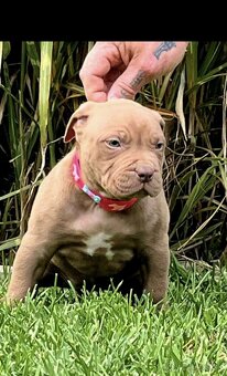 American Bully - 4