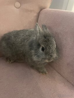 Zakrslý králik s Teddy génom - 4