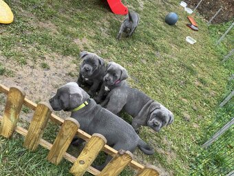 Cane Corso Šteniatka bez PP - 4